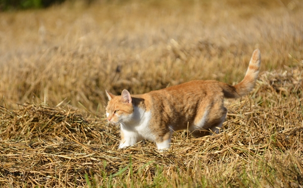 pus katt kattepus pusekatt