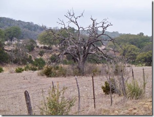 another Dead tree