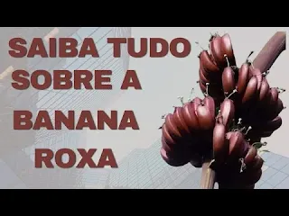 Banana Roxa