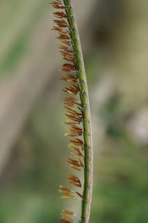 Herbe grama - Tripsacum dactyloides