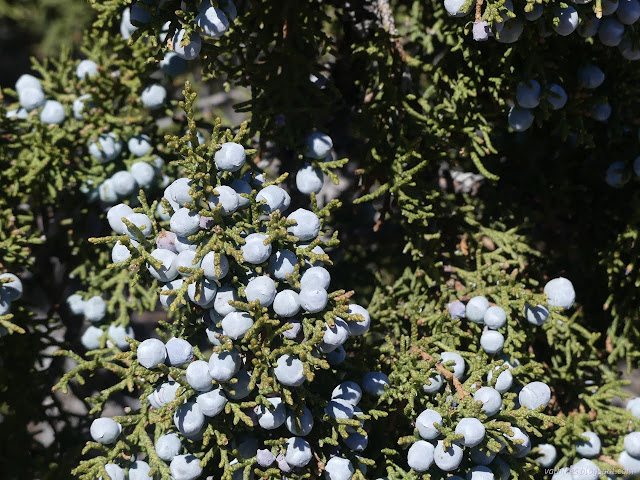 06: lots of fleshy cones