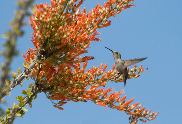 Black-chinned Hummingbird in ocotillo bloom Vallecito County Park.