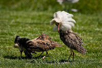 Ruffs in breeding plumage – Diergaarde Blijdorp, NE – May 2009 – photo by Arjan Haverkamp