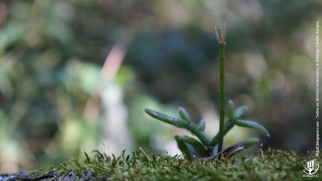 Planta jovem epífita de Rhipsalis sp. Família Cactaceae.