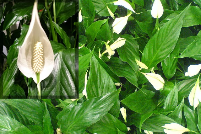 Fredslilje, Spathiphyllum