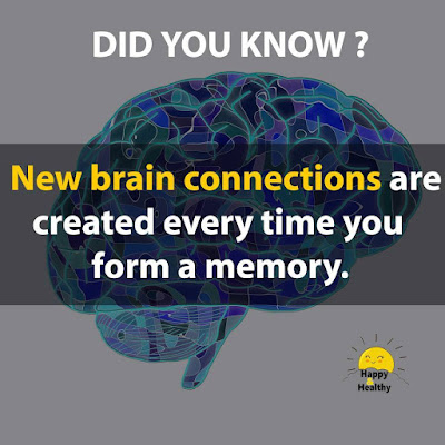 facts about human brain