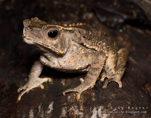 Ecuador Frog Blog