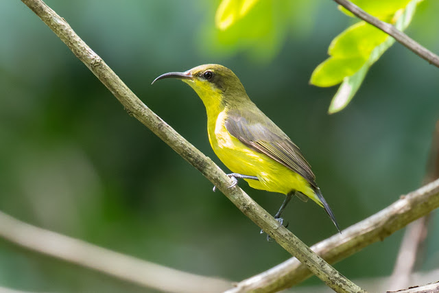 黃腹花蜜鳥. Olive-backed Sunbird