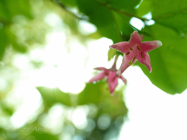 Lonicera gracilipes