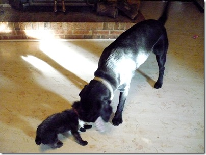 Sadie&Rigg's11-20-10e