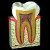 Răng chết tủy bọc răng sứ được không?