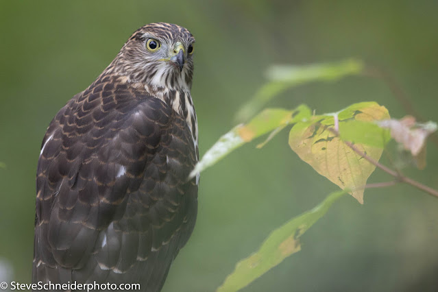 A close up of a hawk sitting in a tree with his head turned to stare directly at the camera