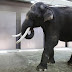 Gajah ini Bisa Meniru Suara Manusia