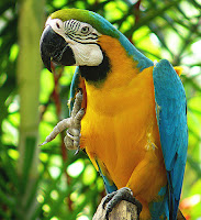 Macaws Birds