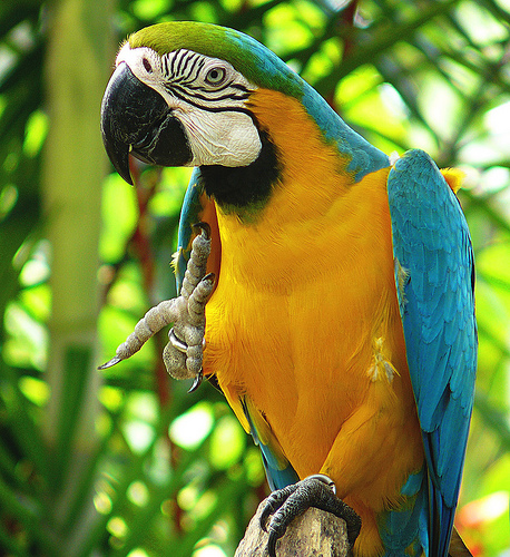 Macaws Birds