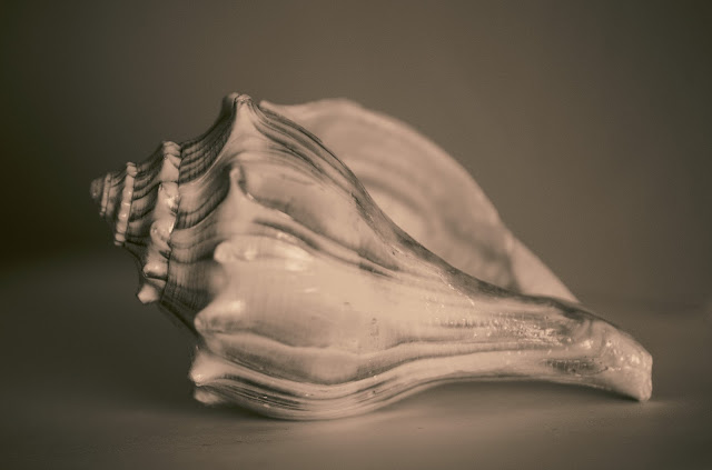 photography, amy myers, journal of a thousand things, split tone, monochrome, shell, seashell