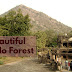 Polo Forest - Best place of tracking in Gujarat