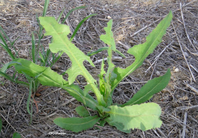 leaves, wild lettuce, Lactuca