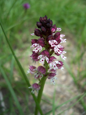 Orchidée : Orchis brûlé 