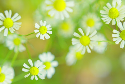 写真 「ヒナギクの花」