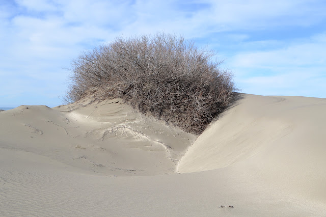 bush at the top of a hill