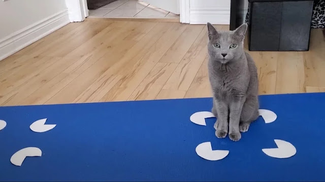 A grey cat sits in a Kanizsa square, showing cats are susceptible to this optical illusion