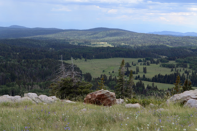 cows grazing in the distance