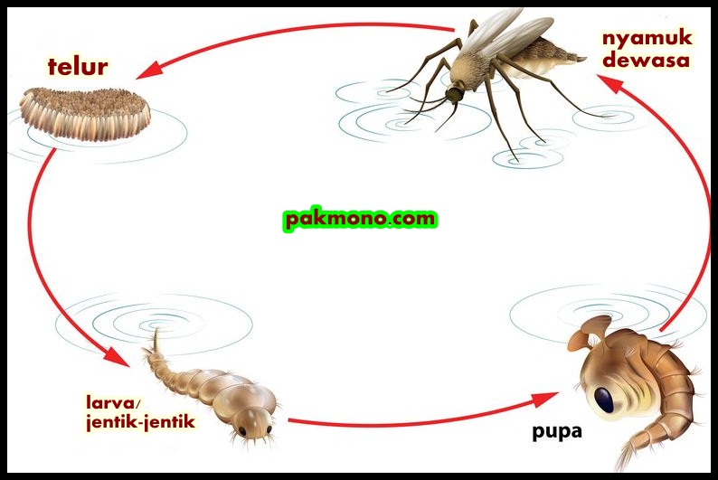  Daur  hidup  makhluk hidup  Metamorfosis  sempurna  dan 