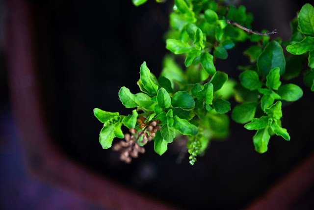 सुबह खाली पेट तुलसी के पत्ते खाने से फायदे Benefits of Eating Tulsi (Basil) Leaves