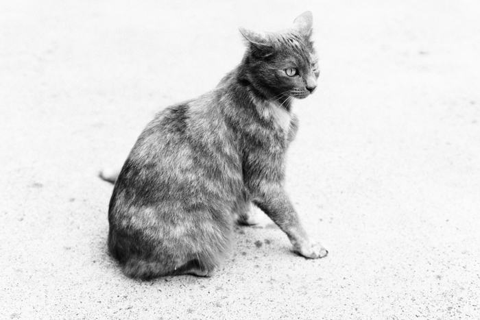 black and white portrait of a sitting cat