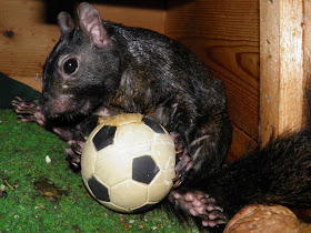 Funny animals playing soccer/football, funny animals, euro 2012, animals play football, animals play soccer