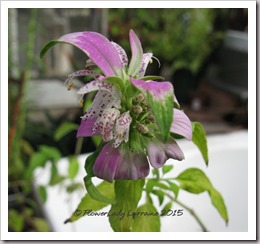 07-16-spotted-horsemint 07-16-spotted-horsemint