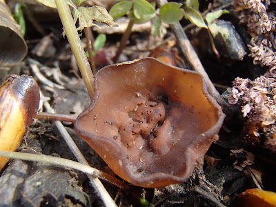 grzyby 2017, grzyby wiosenne, grzyby w kwietniu, Dumontinia tuberosa twardnica bulwiasta, 