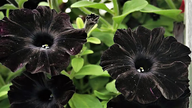 Black Petunia Flower
