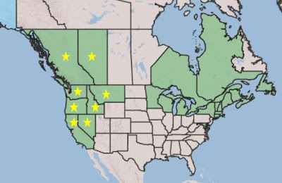 A map of North America showing states and provinces where Russell Lupine is now found. Yellow stars placed on Alberta and Britsh Columbia in Canada and Washington, Oregon, California, Nevada, Montana, and Utah in the U.S. show where it originated.