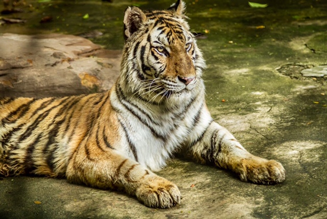 Tiger - Safari World, Bangkok
