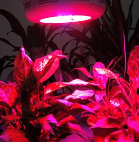 LED Grow Lighting