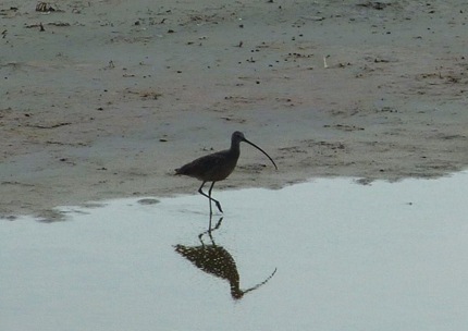 Long Billed Curlew
