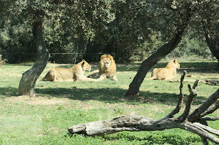 Lions zoo de la barben