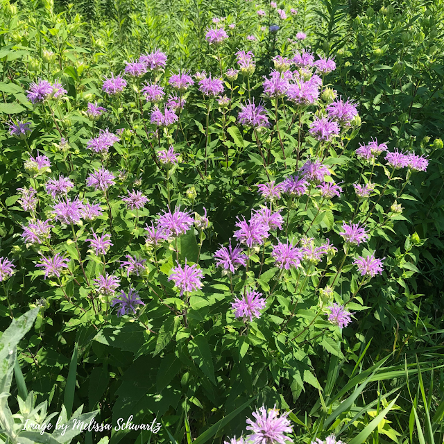 Wild bergamot added a blaze of color to the prairie.