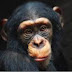 La OMS cambia la denominación de la viruela del mono