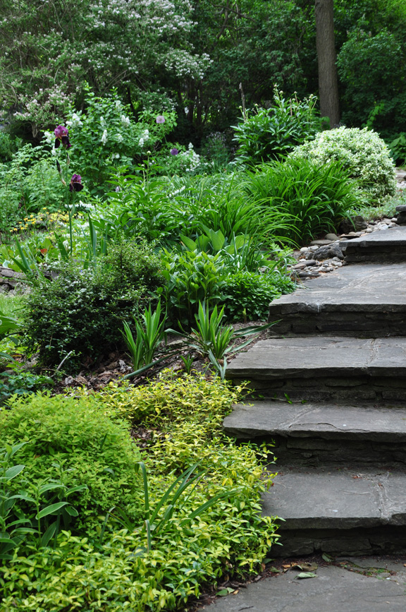 Three Dogs in a Garden: Ideas for Gardens with an Uneven Terrain