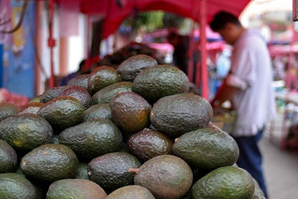 Agricultor vende el kilo de aguacate en 5 pesos, que rechazo Estados Unidos. Difunde!!!