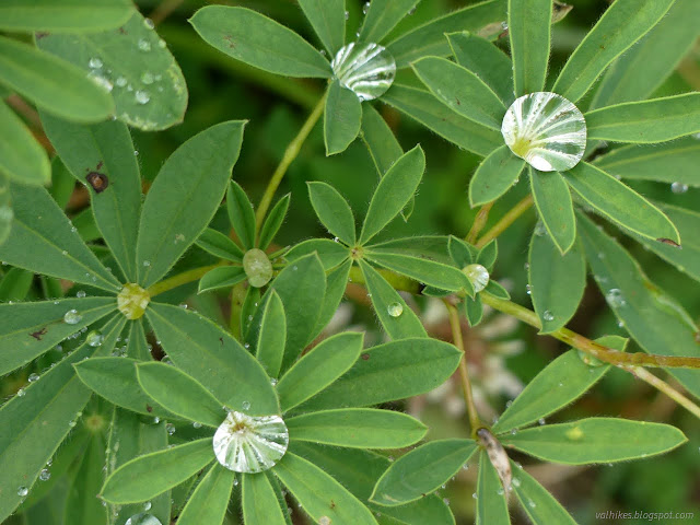 076: water held at the center of lupine leaves