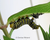 Monarch caterpillar molted Aug. 4, 4th proleg area still defective - © Denise Motard