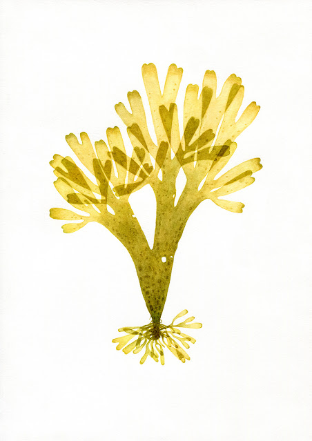 Seaweed 2 by Oona Culley, watercolour botanical art painting