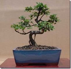 zelkova-carpinifolia-zelkov