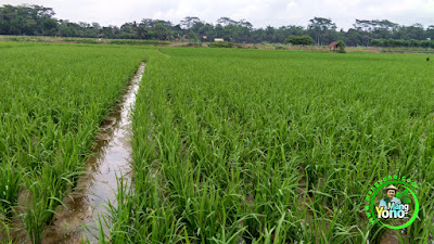 Tanaman Padi Cakrabuana 02  Umur 27 HST di Sawah Rawa Cibandung, Subang