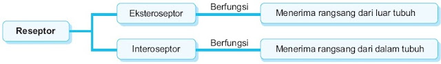  Rasa nikmat dan enak dari setiap makanan yang dirasakan dipengaruhi Pintar Pelajaran Sistem Saraf pada Manusia