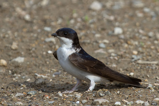 Delichon urbicum